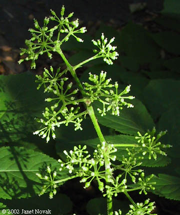 Aralia racemosa L.