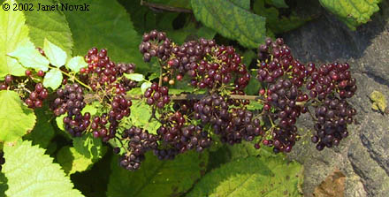 Aralia racemosa L.