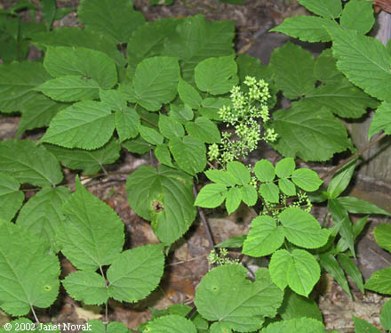 Aralia racemosa L.