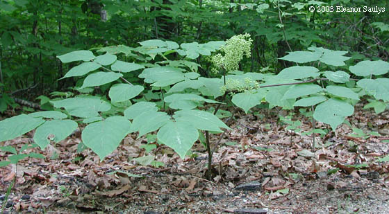 Aralia racemosa L.