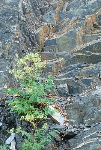 Aralia racemosa L.