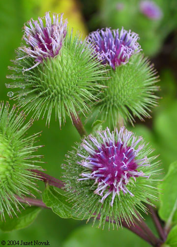 Arctium lappa L.