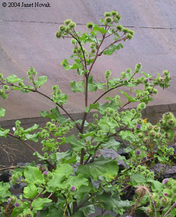 Arctium lappa L.