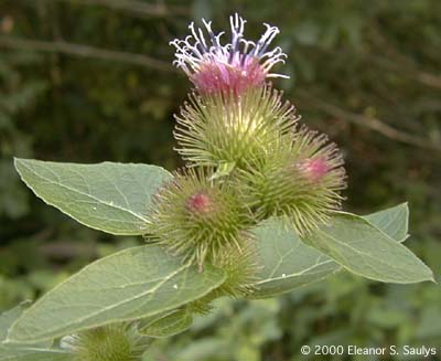 Arctium minus Bernh.