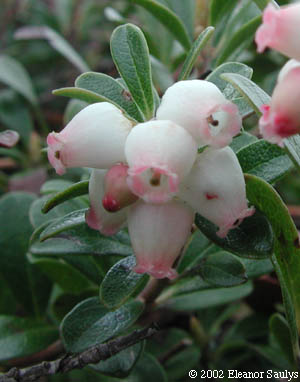 Arctostaphylos uva-ursi (L.) Spreng.