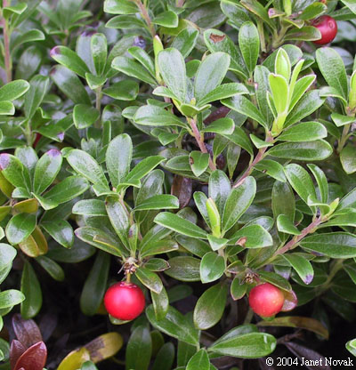 Arctostaphylos uva-ursi (L.) Spreng.