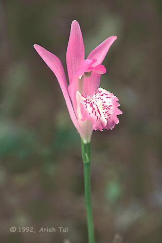 Arethusa bulbosa L.