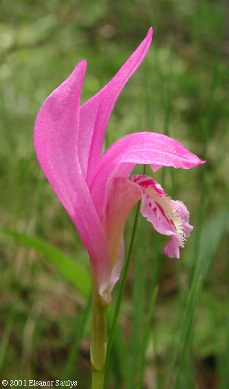 Arethusa bulbosa L.