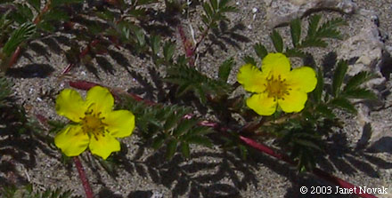 Argentina anserina (L.) Rydb.