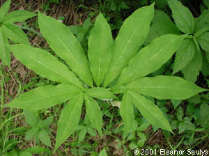 Arisaema dracontium (L.) Schott