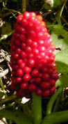 Arisaema dracontium (L.) Schott
