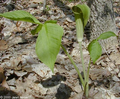 Arisaema triphyllum (L.) Schott