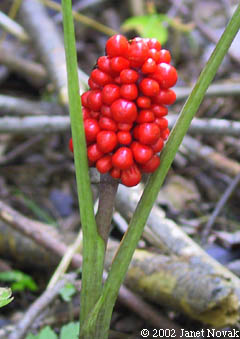 Arisaema triphyllum (L.) Schott