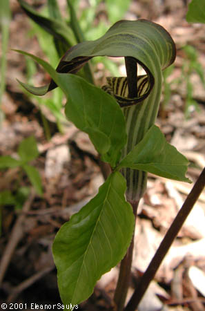 Arisaema triphyllum (L.) Schott