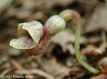 Aristolochia serpentaria L.