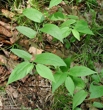 Aristolochia serpentaria L.