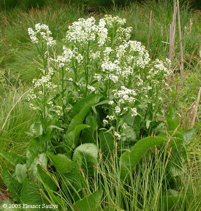 Armoracia rusticana P.G. Gaertn., B. Mey. & Scherb.