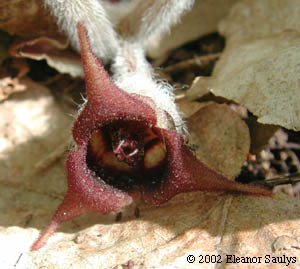 Asarum canadense L.