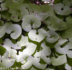 Asarum canadense L.
