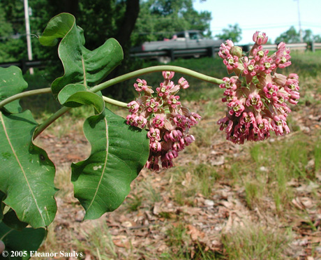 Asclepias amplexicaulis Sm.