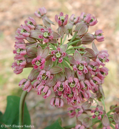 Asclepias amplexicaulis Sm.