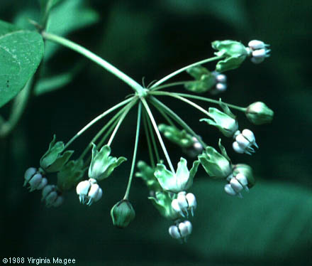 Asclepias exaltata L.