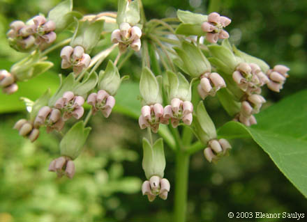 Asclepias exaltata L.