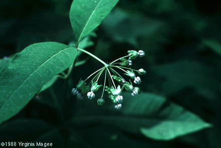 Asclepias exaltata L.