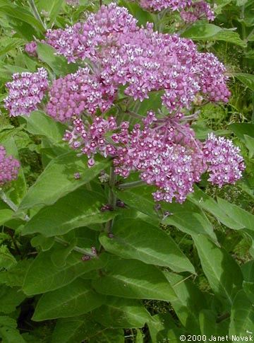 Asclepias incarnata L.