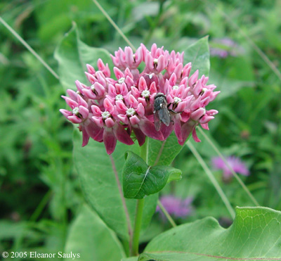 Asclepias purpurascens L.