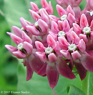 Asclepias purpurascens L.