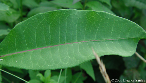 Asclepias purpurascens L.