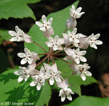 Asclepias quadrifolia Jacq.
