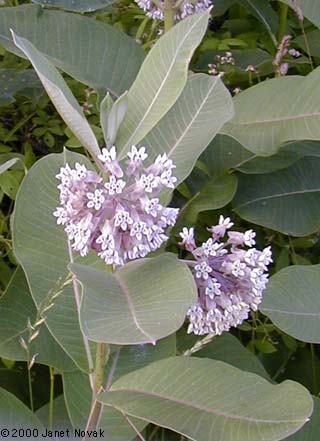 Asclepias syriaca L.