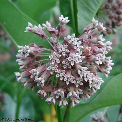 Asclepias syriaca L.