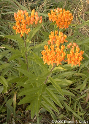 Asclepias tuberosa L.