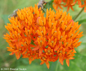 Asclepias tuberosa L.