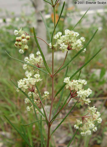 Asclepias verticillata L.