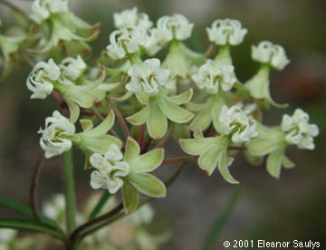 Asclepias verticillata L.