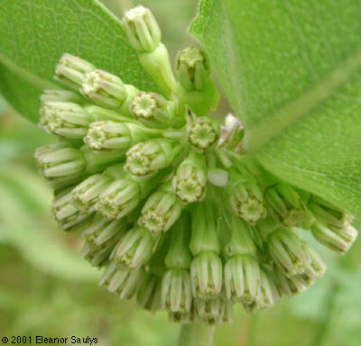 Asclepias viridiflora Raf.