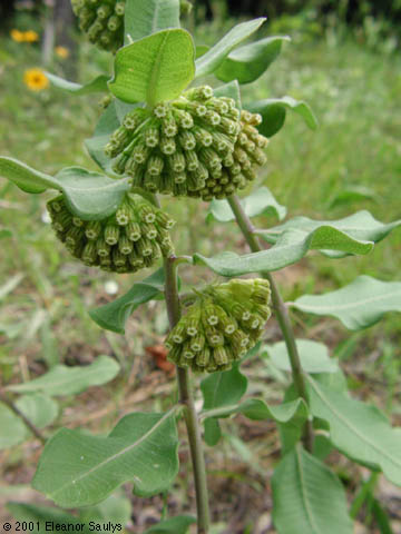 Asclepias viridiflora Raf.