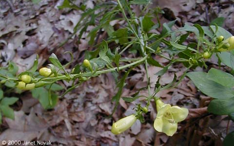 Aureolaria flava (L.) Farw.