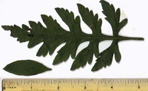 Aureolaria flava (L.) Farw.