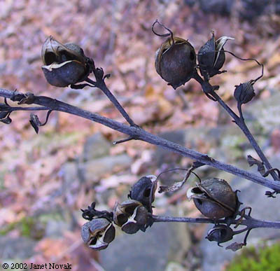 Aureolaria flava (L.) Farw.