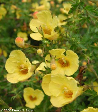 Aureolaria pedicularia (L.) Raf.
