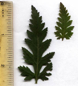 Aureolaria pedicularia (L.) Raf.