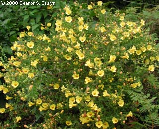 Aureolaria pedicularia (L.) Raf.