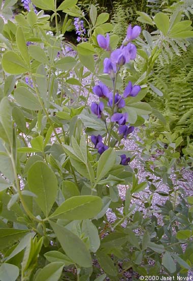 Baptisia australis (L.) R. Br. ex Ait. f.