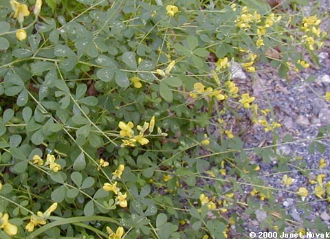 Baptisia tinctoria (L.) R. Br. ex Ait. f.