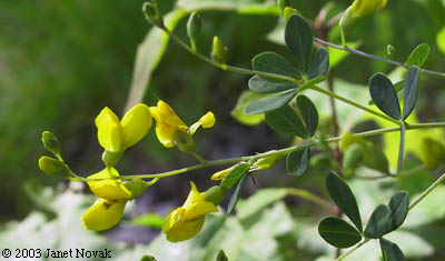 Baptisia tinctoria (L.) R. Br. ex Ait. f.